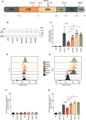 Live Cell Imaging Demonstrates Multiple Routes Toward a STAT1 Gain-of-Function Phenotype